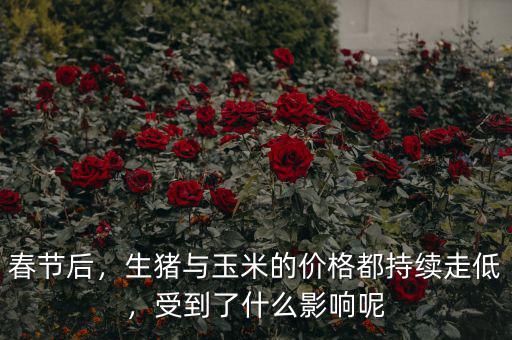 春節(jié)后，生豬與玉米的價格都持續(xù)走低，受到了什么影響呢