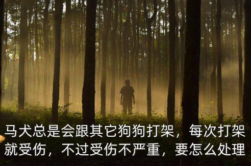 馬犬總是會(huì)跟其它狗狗打架，每次打架就受傷，不過受傷不嚴(yán)重，要怎么處理