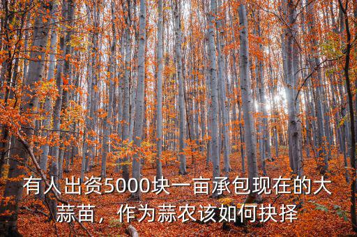 有人出資5000塊一畝承包現(xiàn)在的大蒜苗，作為蒜農該如何抉擇