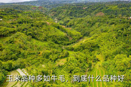 玉米品種多如牛毛，到底什么品種好