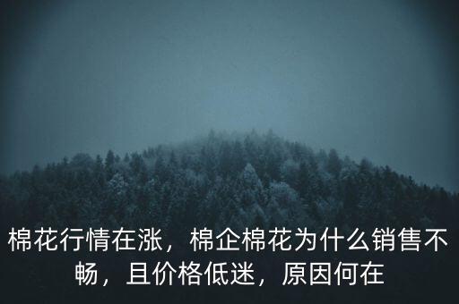 棉花行情在漲，棉企棉花為什么銷售不暢，且價格低迷，原因何在
