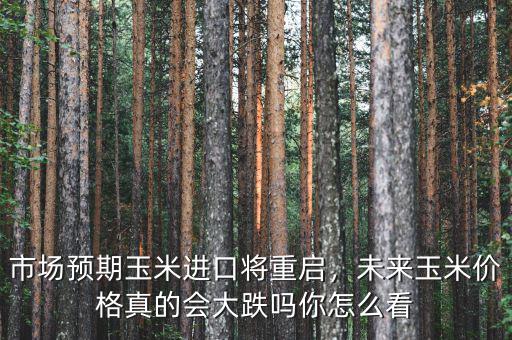 市場預(yù)期玉米進(jìn)口將重啟，未來玉米價(jià)格真的會(huì)大跌嗎你怎么看