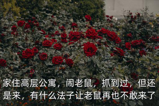 家住高層公寓，鬧老鼠，抓到過，但還是來，有什么法子讓老鼠再也不敢來了