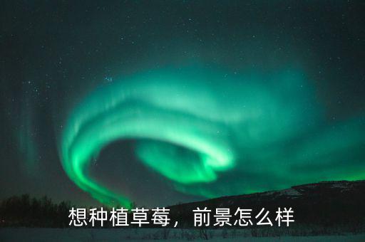 想種植草莓，前景怎么樣