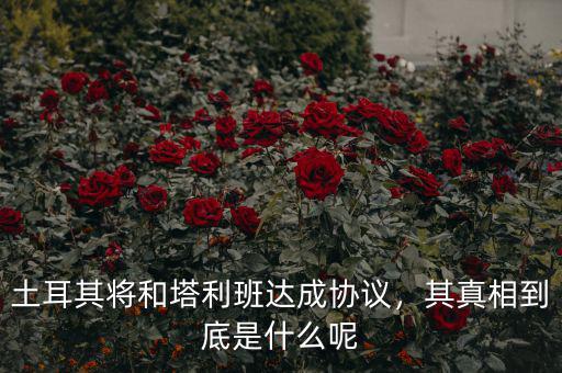土耳其將和塔利班達(dá)成協(xié)議，其真相到底是什么呢