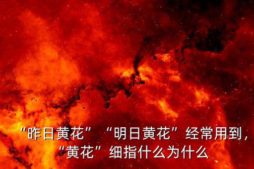 “昨日黃花”“明日黃花”經(jīng)常用到，“黃花”細(xì)指什么為什么
