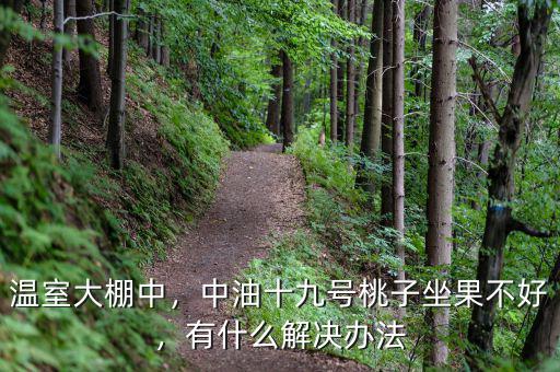 溫室大棚中，中油十九號桃子坐果不好，有什么解決辦法