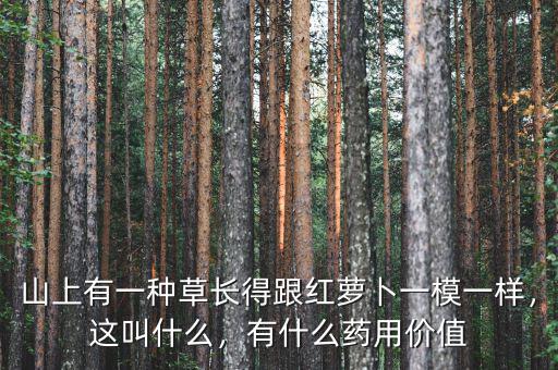 山上有一種草長(zhǎng)得跟紅蘿卜一模一樣，這叫什么，有什么藥用價(jià)值