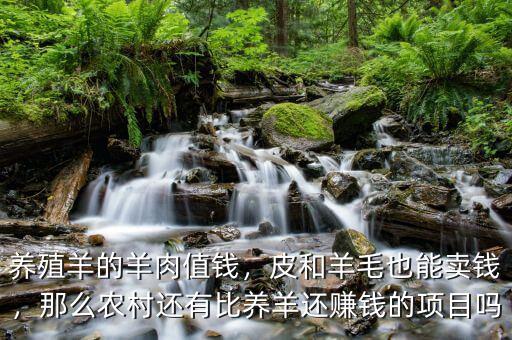 養(yǎng)殖羊的羊肉值錢，皮和羊毛也能賣錢，那么農(nóng)村還有比養(yǎng)羊還賺錢的項(xiàng)目嗎