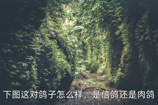 下圖這對鴿子怎么樣，是信鴿還是肉鴿