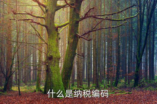 什么是納稅登記編碼，什么是納稅編碼