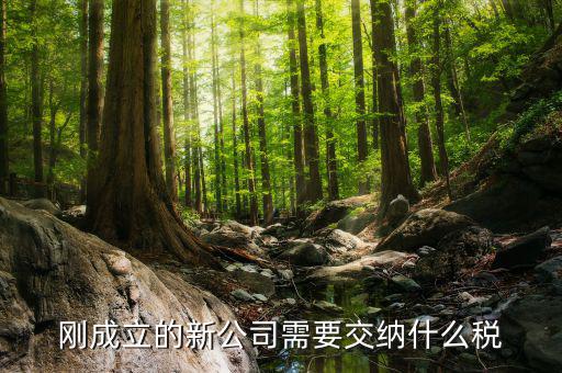 新成立的公司報(bào)什么稅，公司成立后需要交那些稅