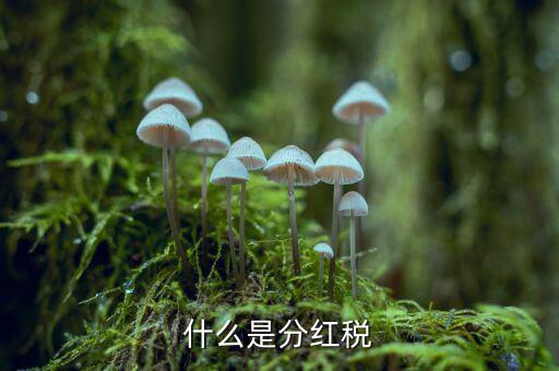 什么叫稅收紅利，什么是紅利稅企業(yè)交企業(yè)所得稅后分紅給個(gè)人還需要交個(gè)人所得稅不