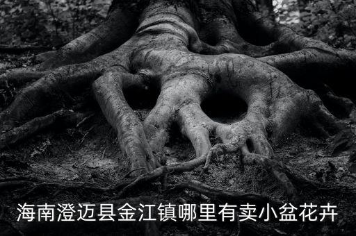 海南澄邁縣金江鎮(zhèn)哪里有賣(mài)小盆花卉