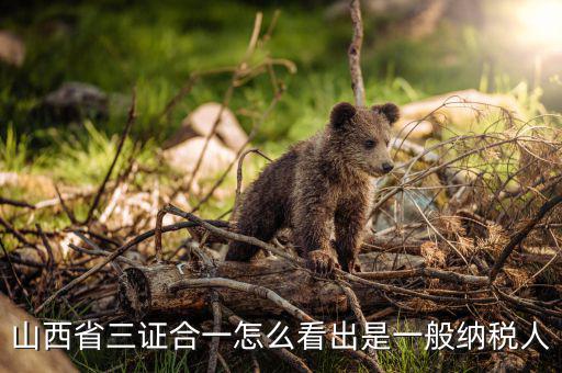 山西省如何查詢納稅人，為什么山西國稅發(fā)票無法查詢真?zhèn)?/></a></span><span id=