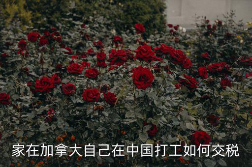 加拿大如何征稅，注冊(cè)加拿大公司怎么報(bào)稅