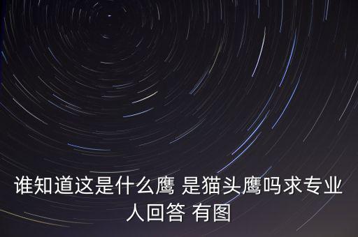 頭長的像鷹是什么鴿子，有那種飛禽類似鷹但又比鷹小專捕食鴿子