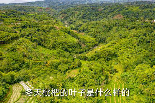 高位死叉是什么樣子的，起搏器是什么樣子的