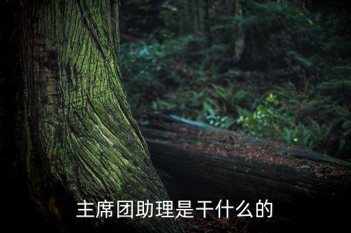 主席團助理做什么，主席團助理是干什么的