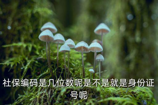 單位社保編碼14位是什么，什么是社保編號