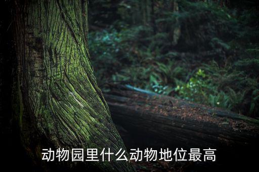 動(dòng)物園什么動(dòng)物人氣最高，動(dòng)物園什么動(dòng)物地位最高