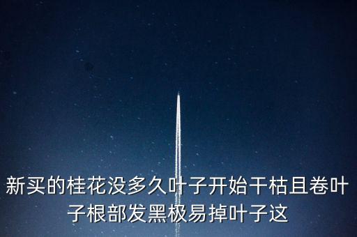 桂花樹過剩什么時候能緩解，盆栽的桂花為什么老掉葉子