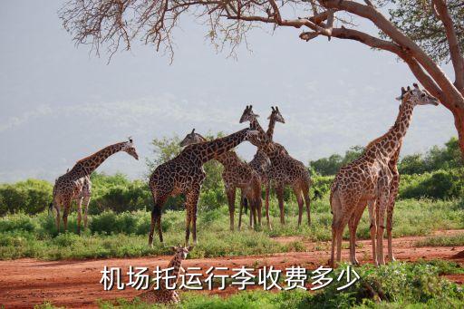 機(jī)場托運行李收費多少