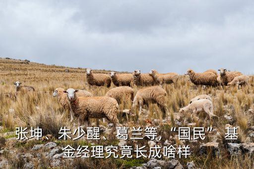 張坤、朱少醒、葛蘭等,“國民” 基金經(jīng)理究竟長成啥樣